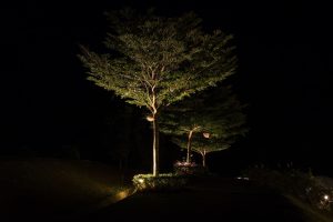 Boomverlichting - tuinverlichting boom